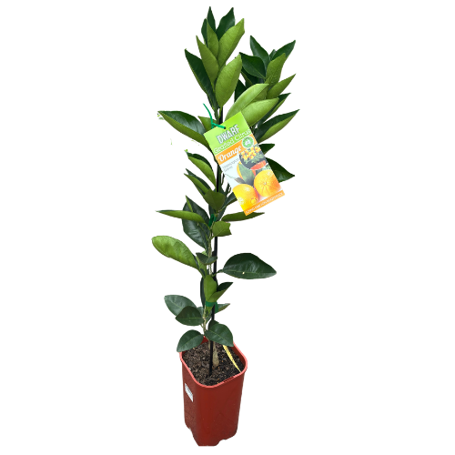 Orange Navelina Dwarf 18cm Square