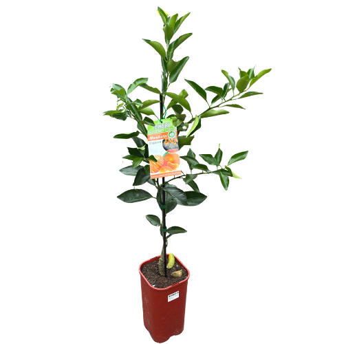 Mandarin Imperial Dwarf Grafted 4 litre