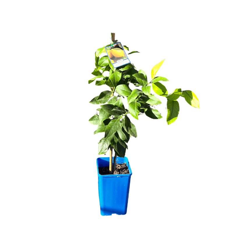 Lemon 'Lisbon' Dwarf 17cm
