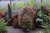 Acer palmatum dissectum Baldsmith 50cm