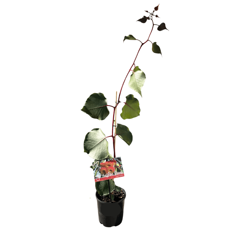 Eucalyptus caesia 'Silver Princess' 14cm