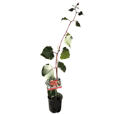 Eucalyptus caesia 'Silver Princess' 14cm