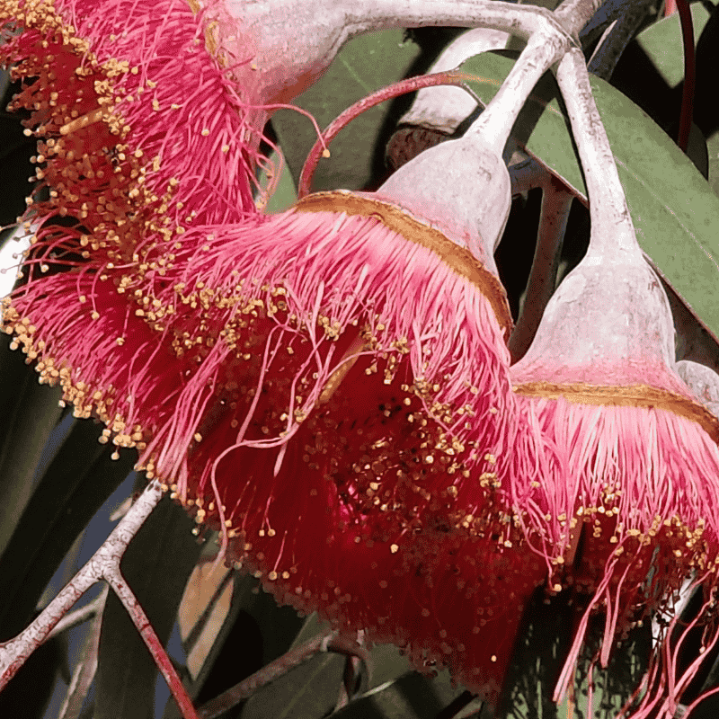 Eucalyptus caesia 'Silver Princess' 14cm