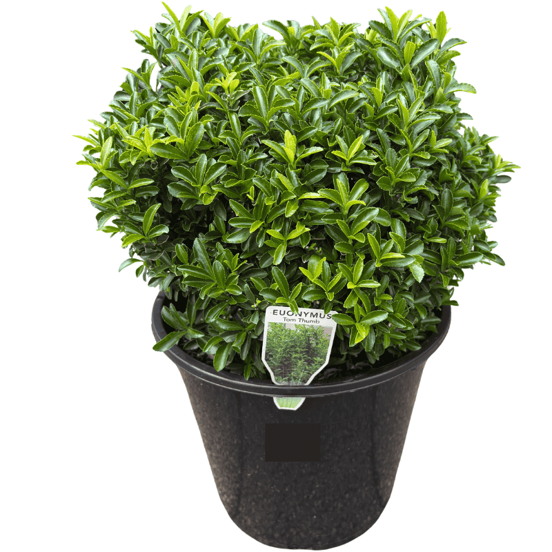 Euonymus Tom Thumb Ball 27cm