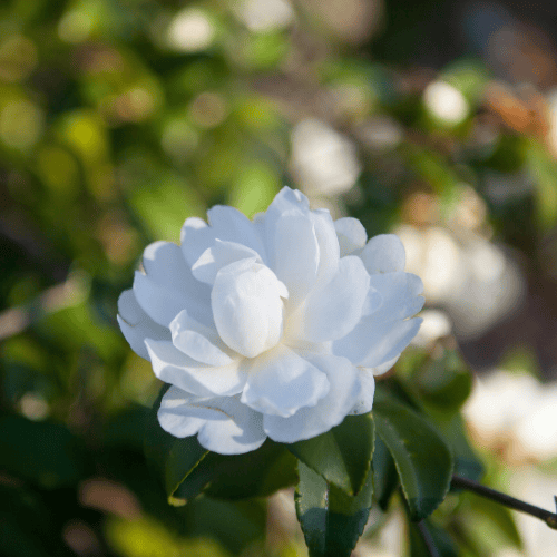 Camellia sasanqua Early Pearly 15cm