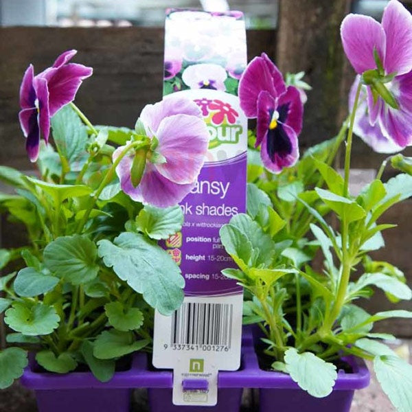 Pansy Pink Shades