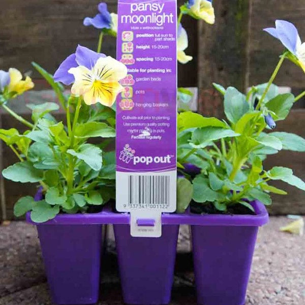 Pansy Moonlight