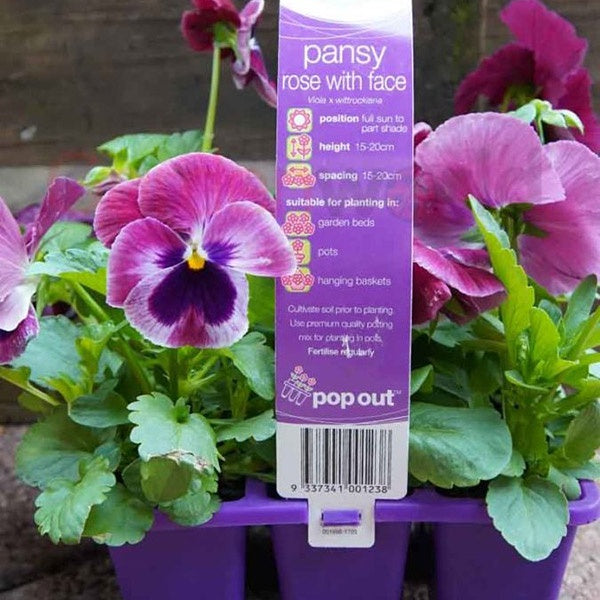 Pansy Rose With Face