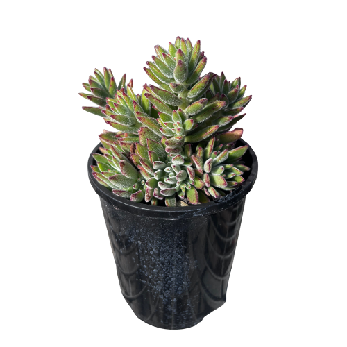 Echeveria setosa 14cm