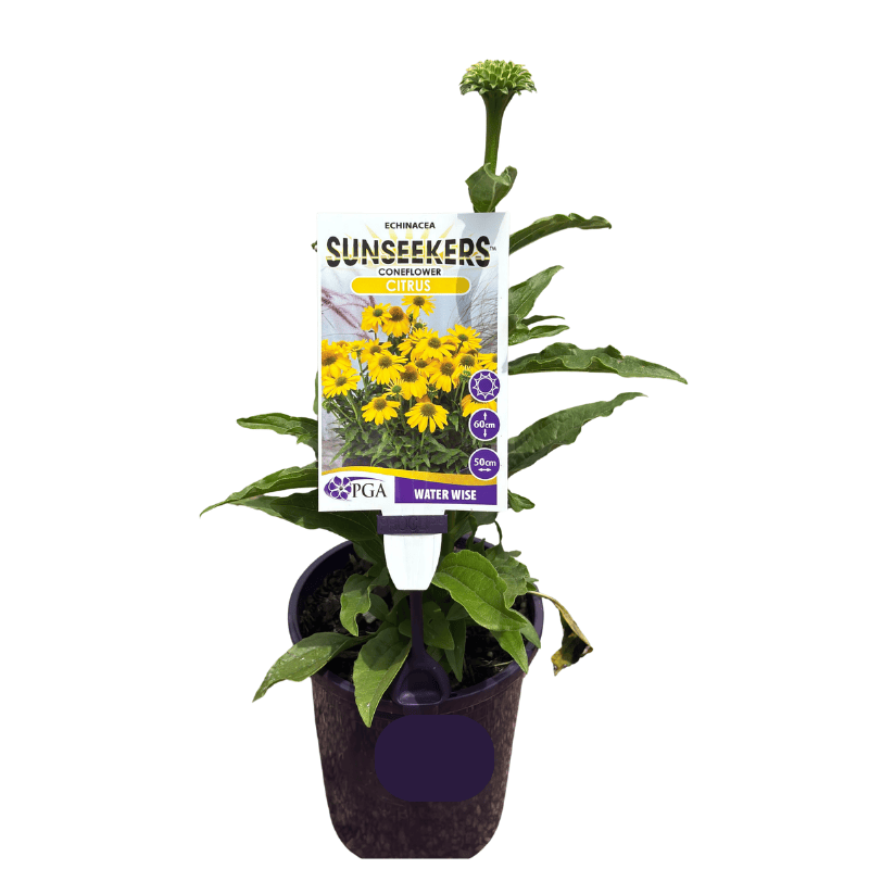 Echinacea Sunseekers Cirtus 14cm