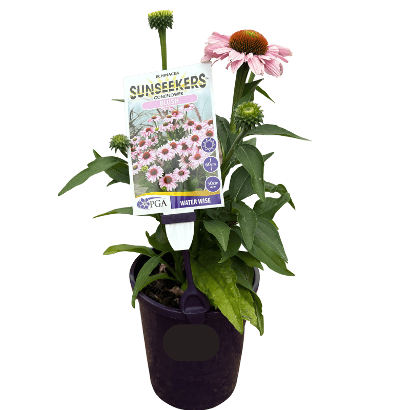 Echinacea Sunseekers Salmon 14cm