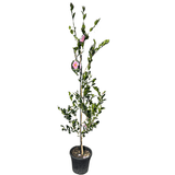 Camellia sasanqua Edna Butler 25cm