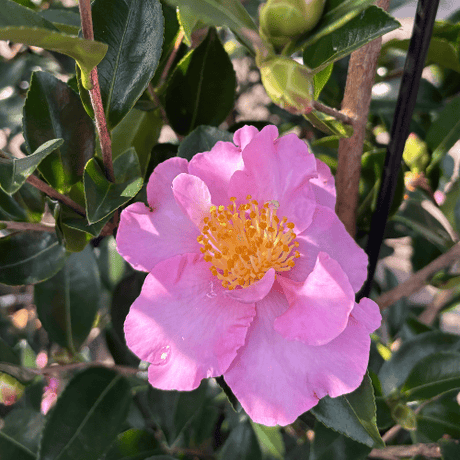 Camellia sasanqua Edna Butler 25cm