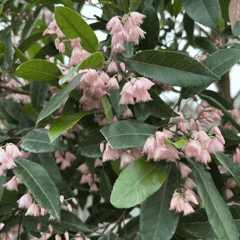 Elaeocarpus reticulatus Pink 50cm