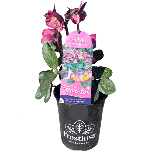 Helleborus Elemental 18cm