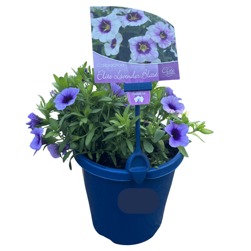 Calibrachoa Elite Lavender Blast 15cm