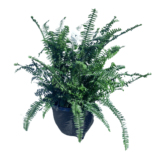Fern Boston Emerald Queen 27cm Basket