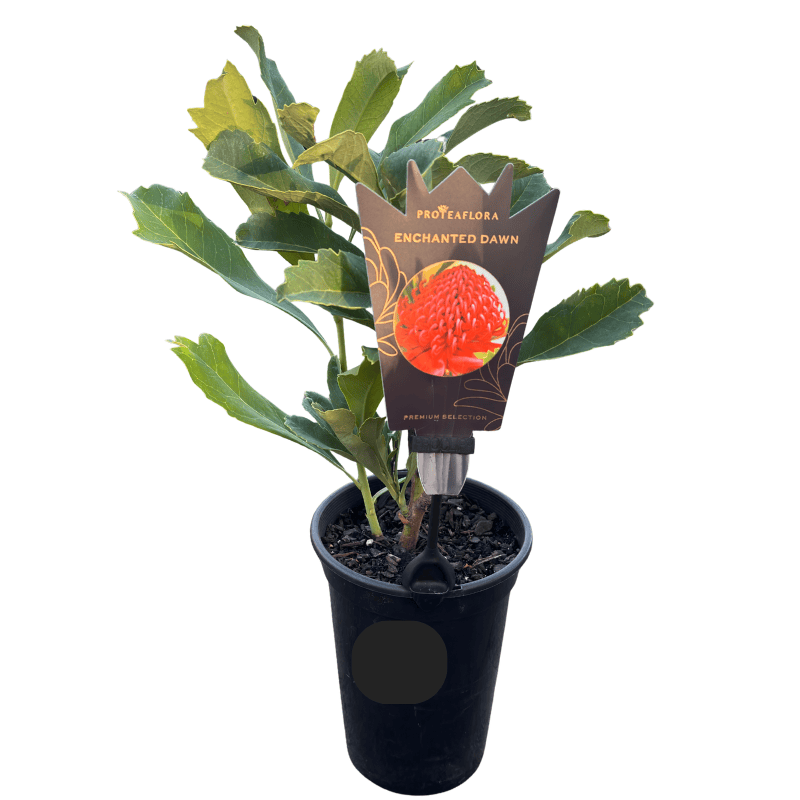 TELOPEA ENCHANTED DAWN 14CM