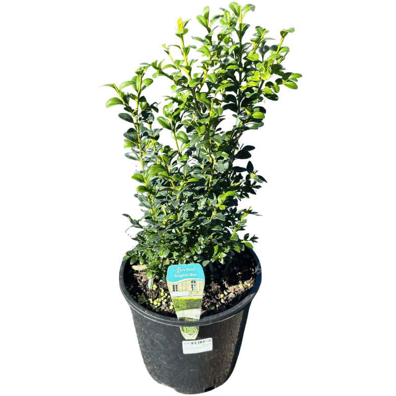 English Box 20cm