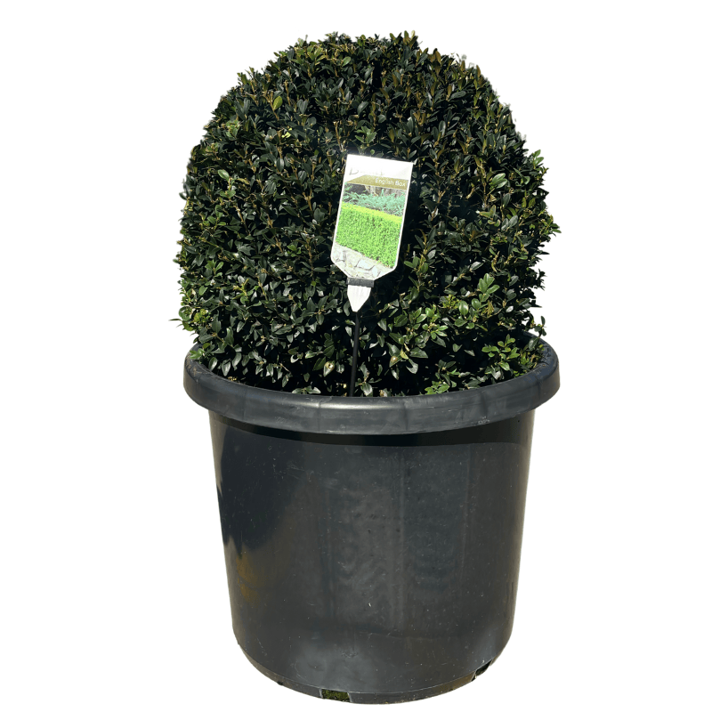English Box Ball 50cm