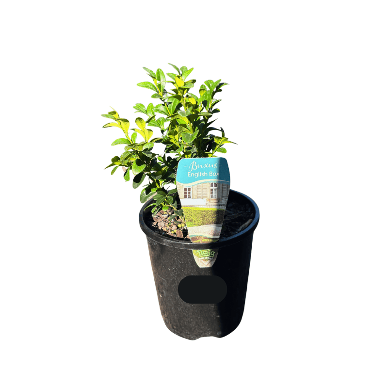 English Box 14cm