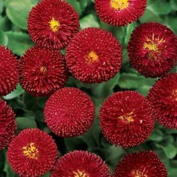 Bellis English Daisy Red