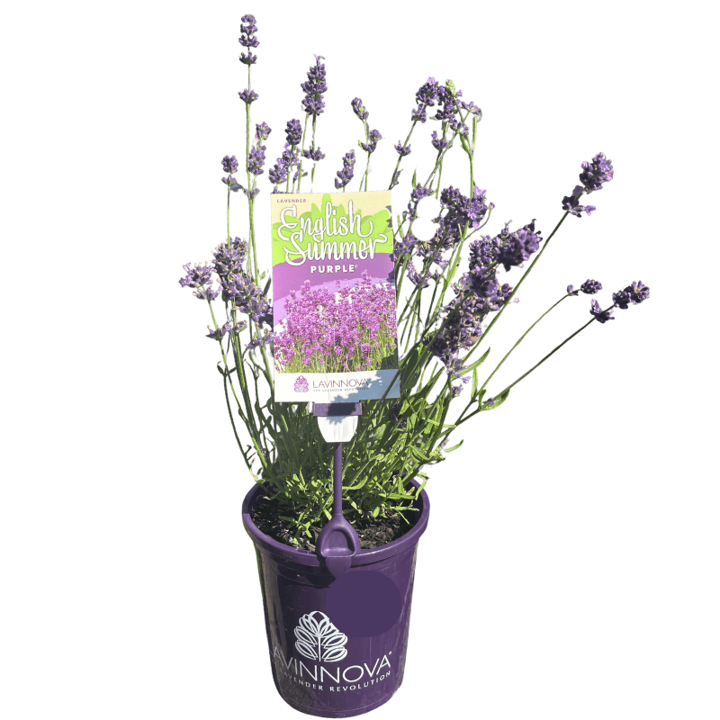 Lavender English Summer Blue 14cm