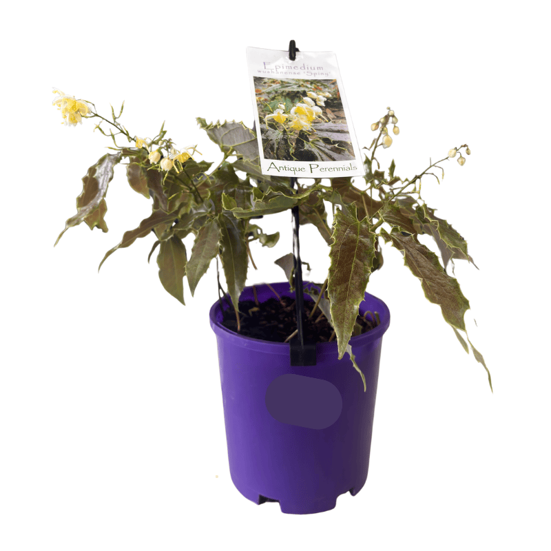 Epimedium wushanense 14cm
