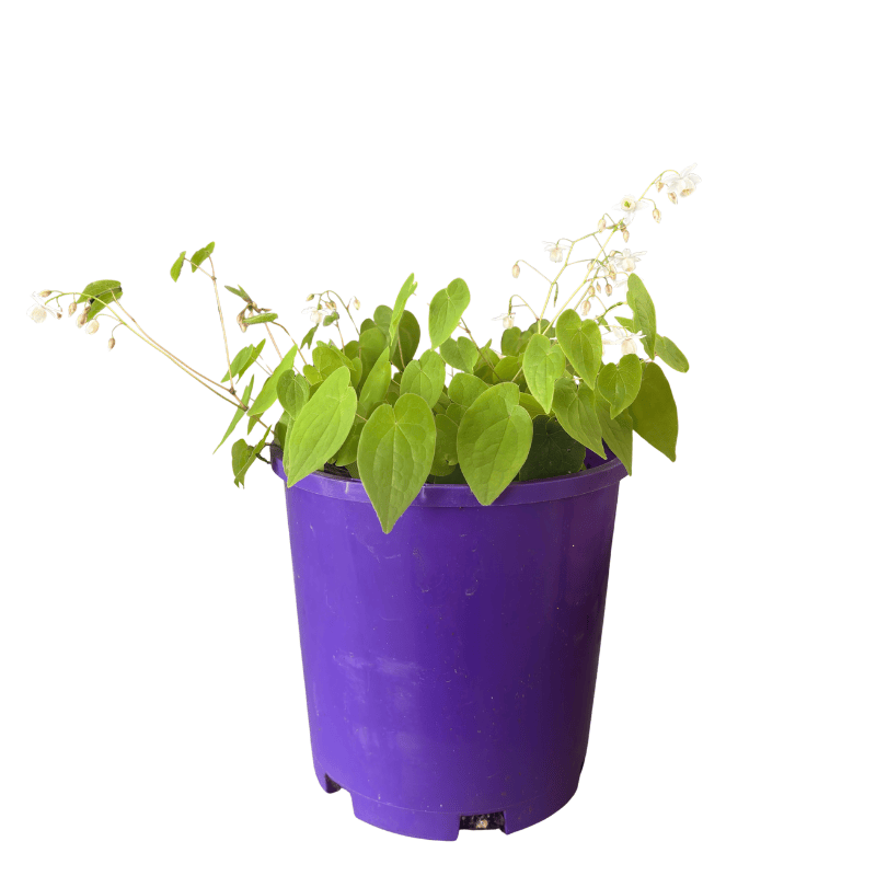 Epimedium Stormcloud 14cm