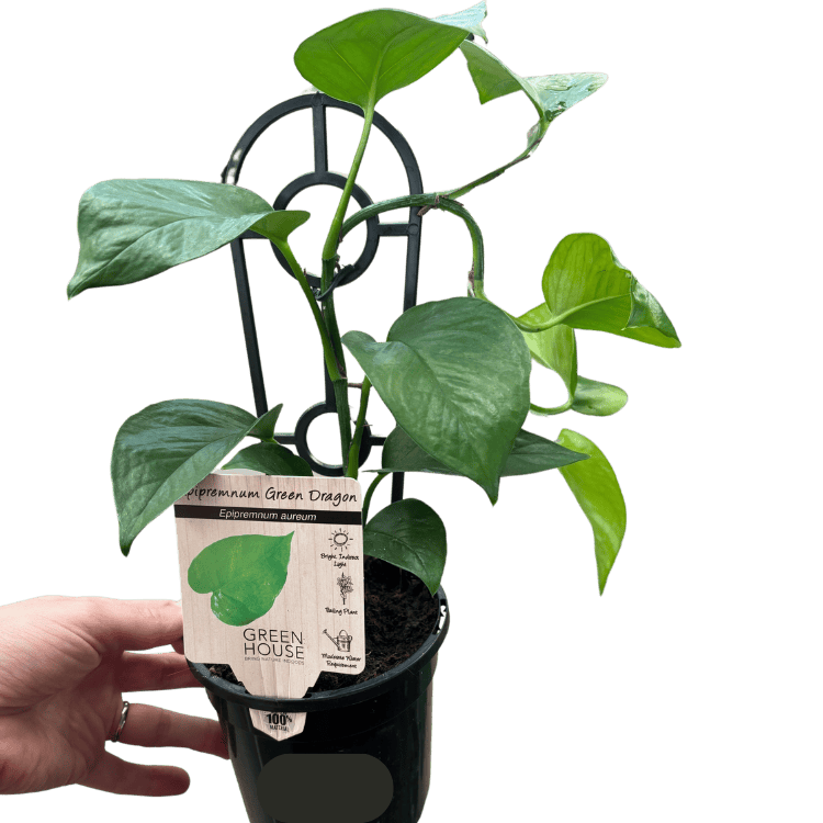 Epipremnum Green Dragon 13cm