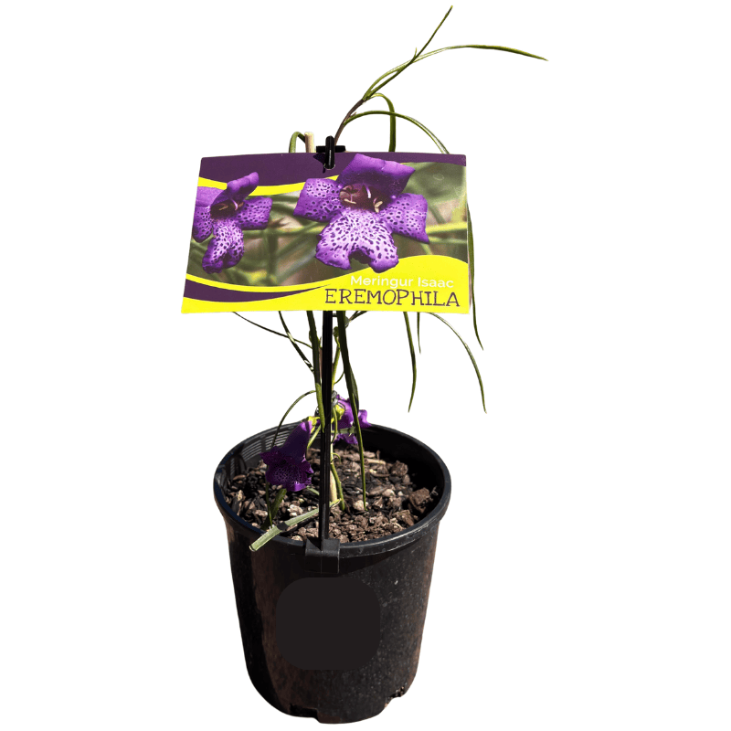 EREMOPHILA MERINGUR ISAAC 14CM