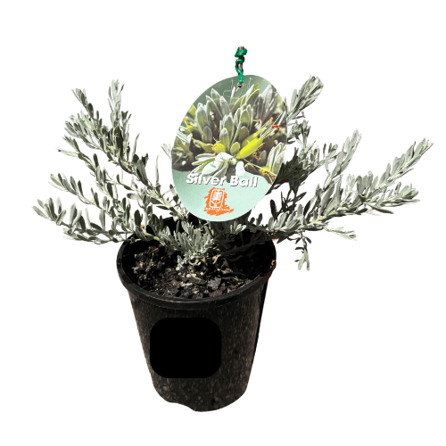 Eremophila glabra 'Silver Ball' 14cm