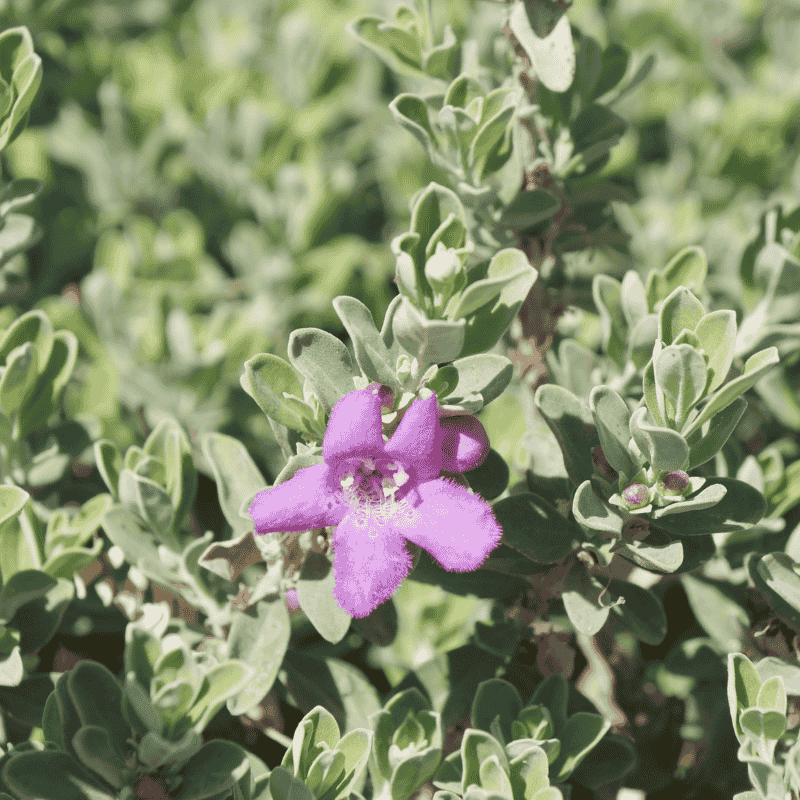 Eremophila mackinlayi 'Big John'14CM
