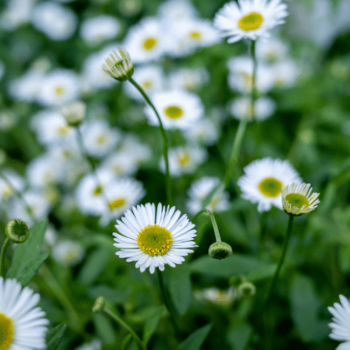 Erigeron Seaside Daisy
