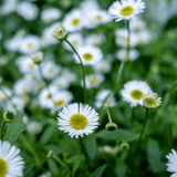 Erigeron Seaside Daisy
