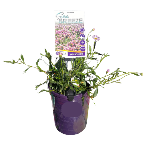 Erigeron Sea Breeze 14cm