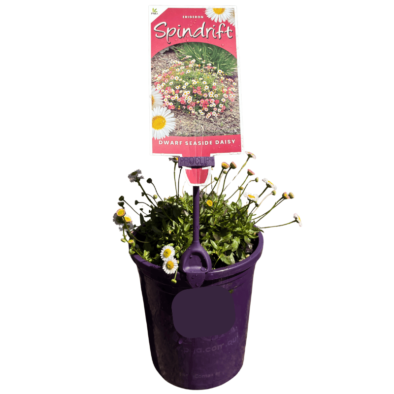 Erigeron 'Spindrift' 14cm