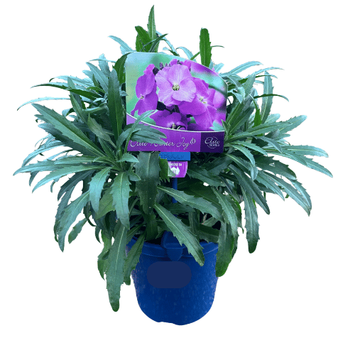 Erysimum Winter Joy 15cm