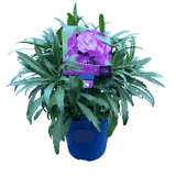 Erysimum Winter Joy 15cm