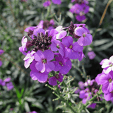 Erysimum Winter Joy 15cm