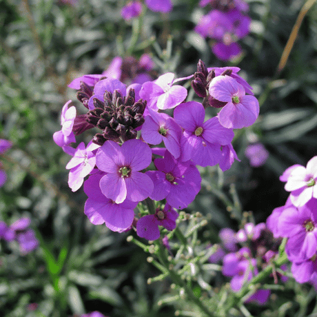 Erysimum Winter Joy 15cm