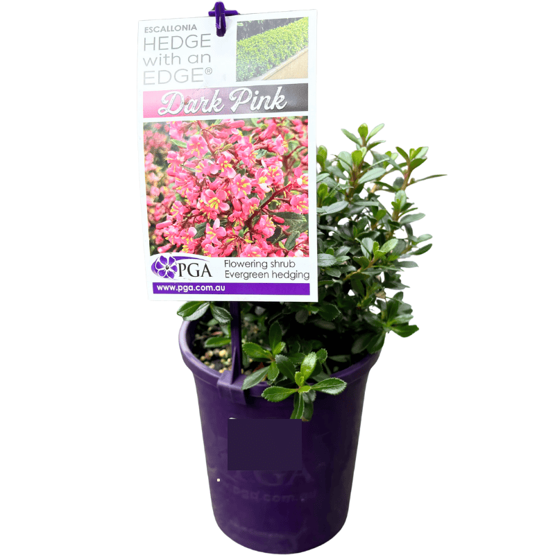 Escallonia Hedge with an Edge Dark Pink 14cm