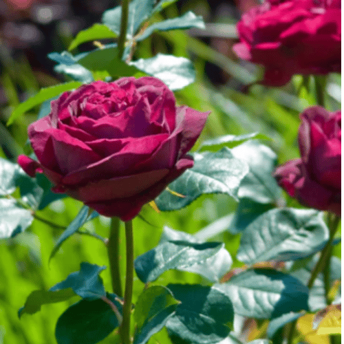 Rose Falstaff Climbing 20cm