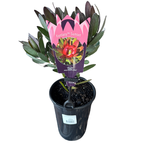 Leucadendron 'Fantasy Sunset' 14cm