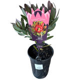 Leucadendron 'Fantasy Sunset' 14cm
