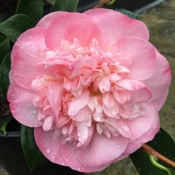 Camellia Federation 25cm