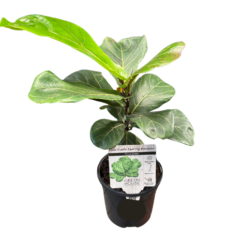 Ficus lyrata Bambino 13cm