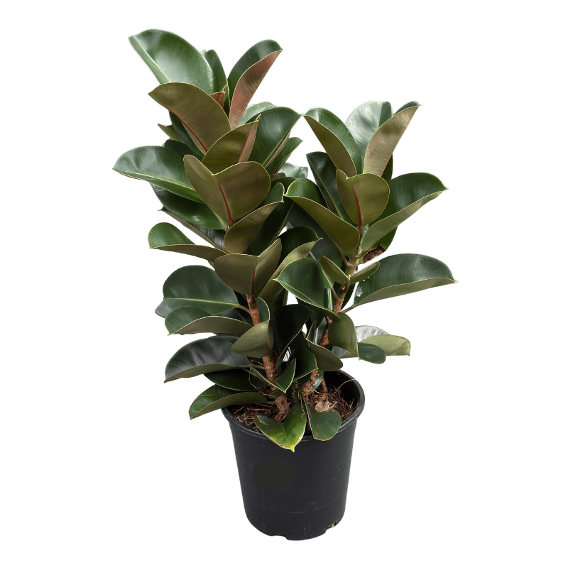 Ficus elastica Robusta 25cm
