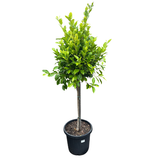 Ficus Emerald 4ft Standard 30cm