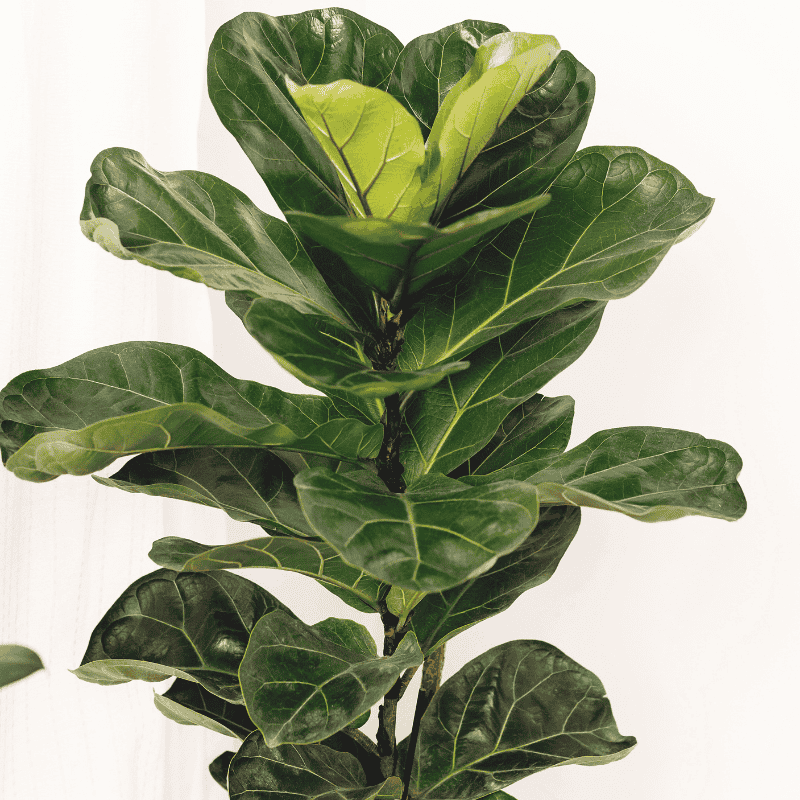 FICUS LYRATA 30CM STA